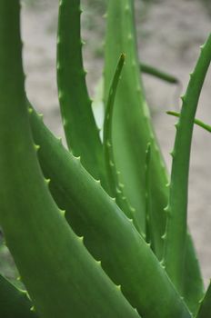 The succulent leaves of an Aloe Vera plant
