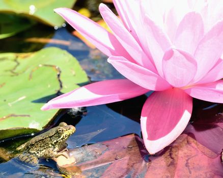 Bullfrog sitting in the water in a pond next to lilly pads.