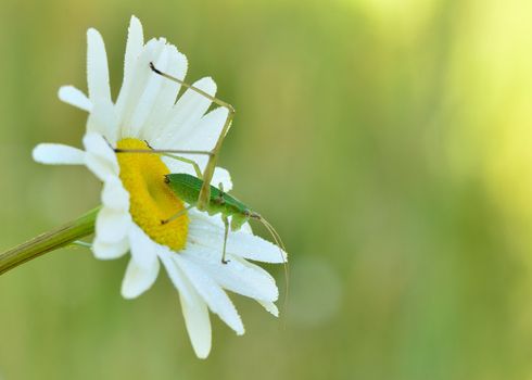 Macro closeup of a Katydid Nymph perched on a flower.