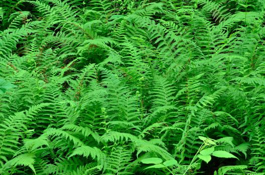 A group of ferns growing in the woods.