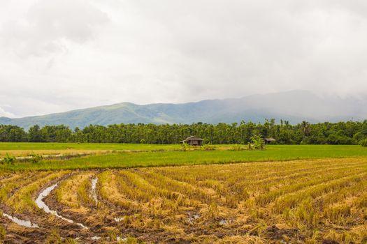 mountain valley of northern Thailand.