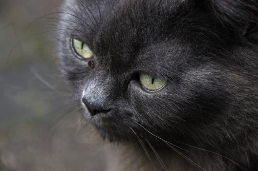 maine coon