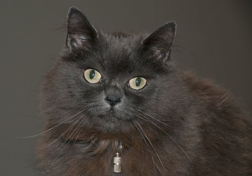 maine coon cat with green eyes