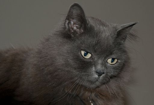 brown maine coon cat  pet