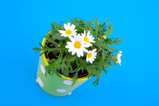 marguerite on blue background