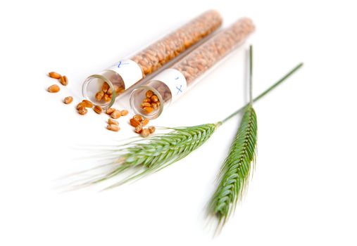 wheat seed in glass test tubes with plant of green wheat spikes, isolated over white background.