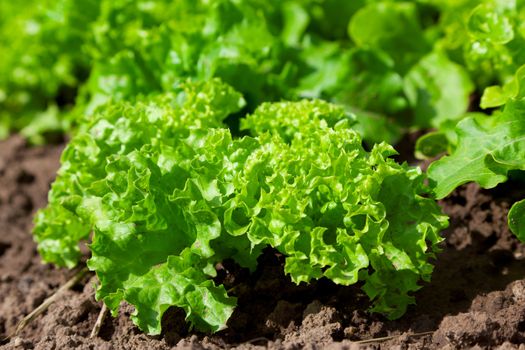 fresh salad /vegetable garden/lettuce plantation