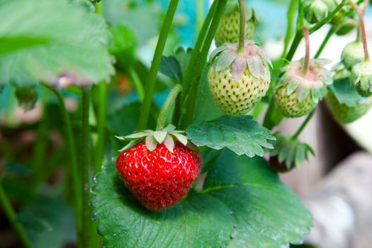 Closeup of fresh organic strawberries growing on the vine
