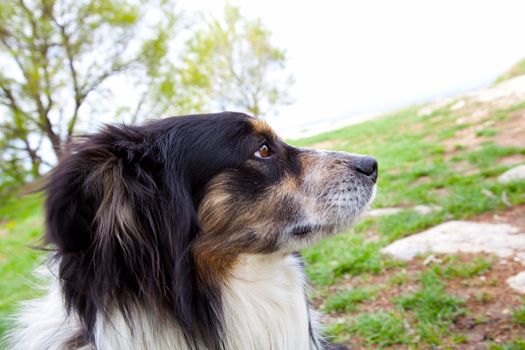 portrait of dog