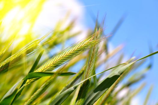 wheat harvest on blue sky with sun