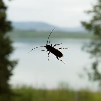 Long horned beetle silhouette on window pane glass with blurry rural landscape scenic view in background
