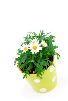 marguerite over a white background.