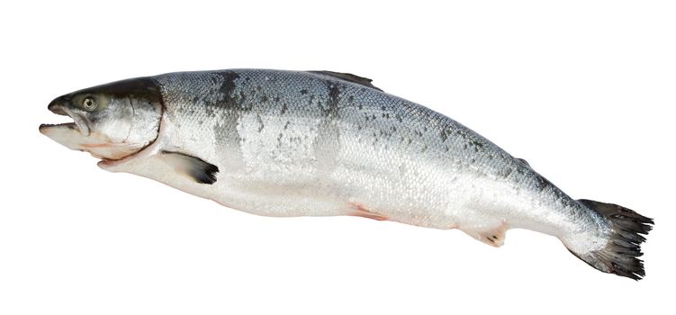 Atlantic Salmon Salmo  isolated on a white  background.
