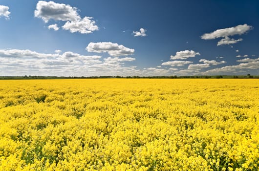 Flowering yellow rape field and clouds in blue sky