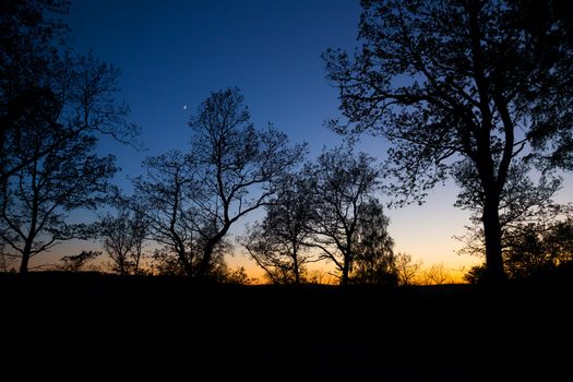 Moon and trees in the sunset