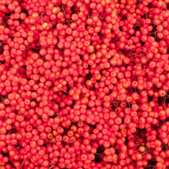 Background texture pattern of red mountain ash berries (Sorbus aucuparia).