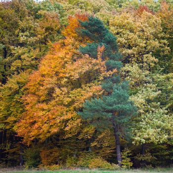 Golden fall-colored deciduous tree and coniferous tree in close embrace.