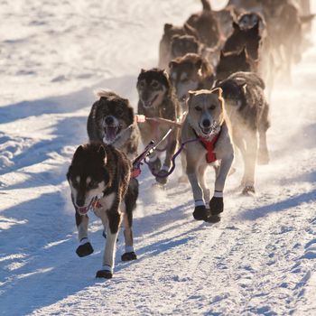 Team of enthusiastic sled dogs pulling hard to win the sledding race.