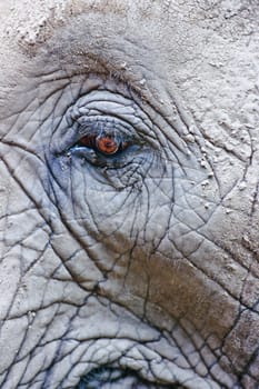 Close-up shot of eye of african elephant (in zoo).