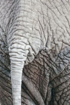 Close-up shot of tail of african elephant (in zoo).