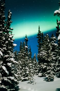Northern Lights (Aurora borealis) over moon lit snow-covered spruce trees of boreal forest.