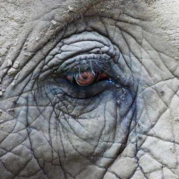 Close-up shot of eye of african elephant (in zoo).