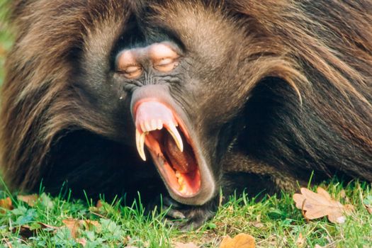 Sleepy male gelada baboon monkey(Theropithecus gelada) yawning showing impressive jaws and teeth.