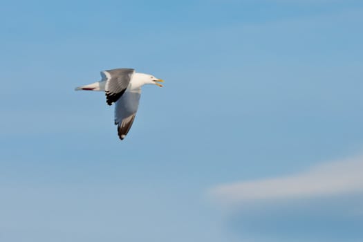 Calling herring gull(Larus argentatus) with open beak flying in blue sky.