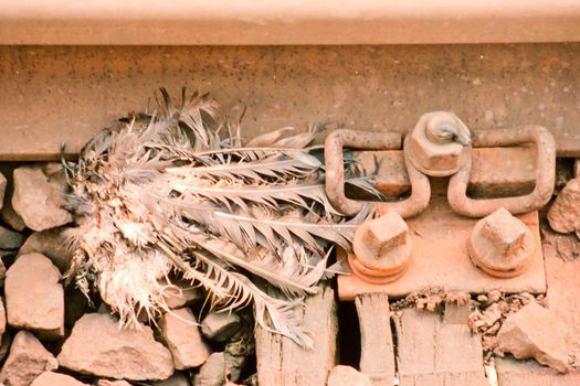 Dead pigeon beheaded by train decomposing in railway track.