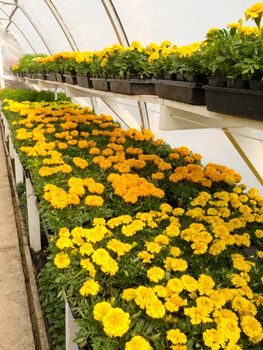 Inside commercial horticulture greenhouse of garden center selling already blooming marigold for bedding plants.
