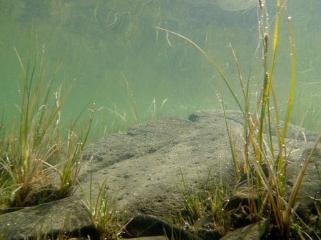 Underwater shot of grass and plants submerged in clear water with lots of airbubbles and reflection on subsurface.