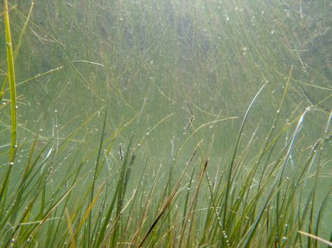 Underwater shot of grass and plants submerged in clear water with lots of airbubbles and reflection on subsurface.