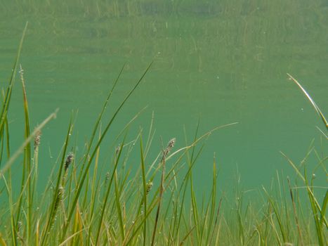 Underwater shot of grass and plants submerged in clear water with lots of airbubbles and reflection on subsurface.