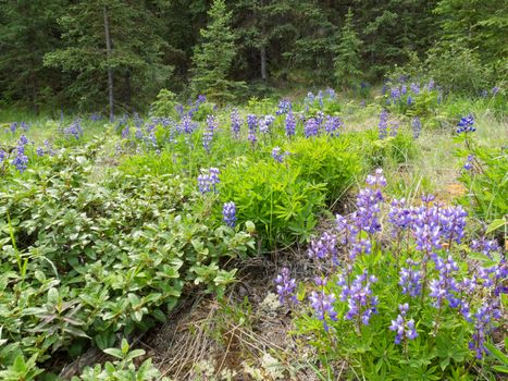 Arctic lupine (Lupinus arcticus) blooming in boreal forest.