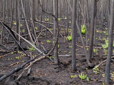 2 month after the forest fire: new green is already sprouting among charred logs.