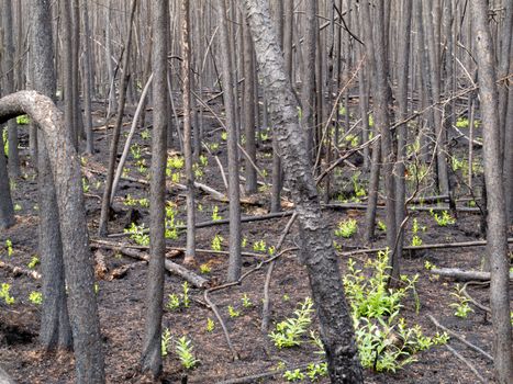 2 month after the forest fire: new green is already sprouting among charred logs.