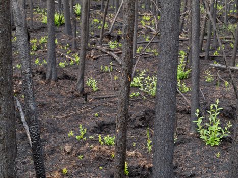 2 month after the forest fire: new green is already sprouting among charred logs.