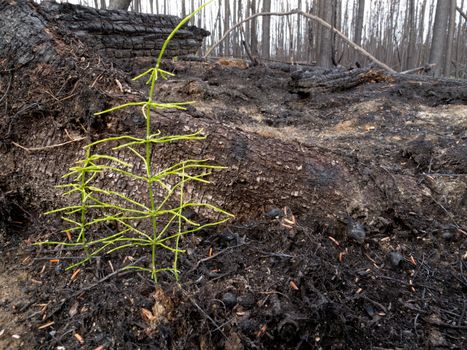 2 month after the forest fire: new shots of horsetail is already sprouting from charred forest floor.