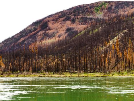 Recently burnt boreal forest at the shore of Yukon River, Yukon Territory, Canada.