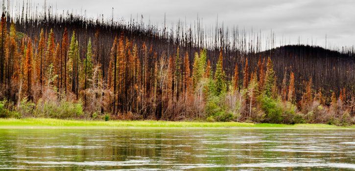 Recently burnt boreal forest at the shore of Yukon River, Yukon Territory, Canada.