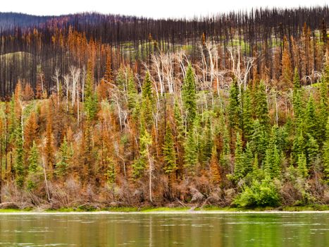 Recently burnt boreal forest at the shore of Yukon River, Yukon Territory, Canada.
