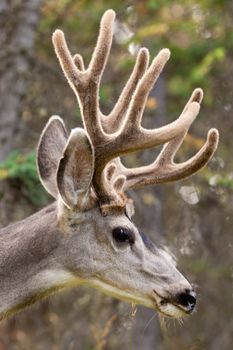 Head profile of mule deer buck (Odocoileus hemionus) with velvet antler in the woods.