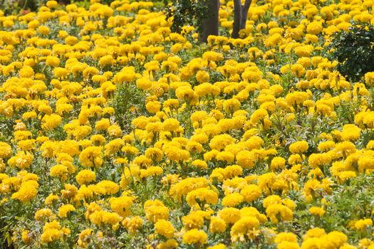 Marigold Yellow Flower in the garden