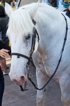 White horse portrait