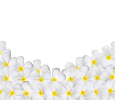 Frangipani tropical flowers on white background