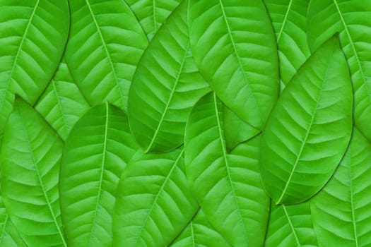 Green leaves background