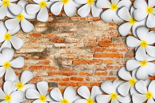 Frangipani tropical flowers on brick background