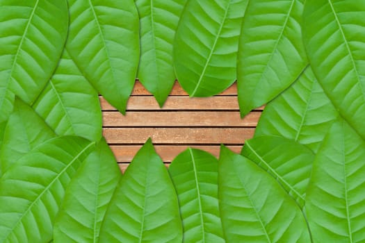 green leaves on wood background