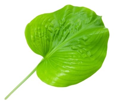 green leaf isolated on white background