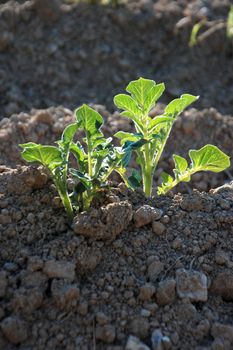 Green seedlings,cabbage in soil